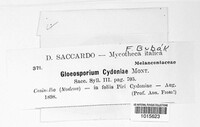Gloeosporium cydoniae image